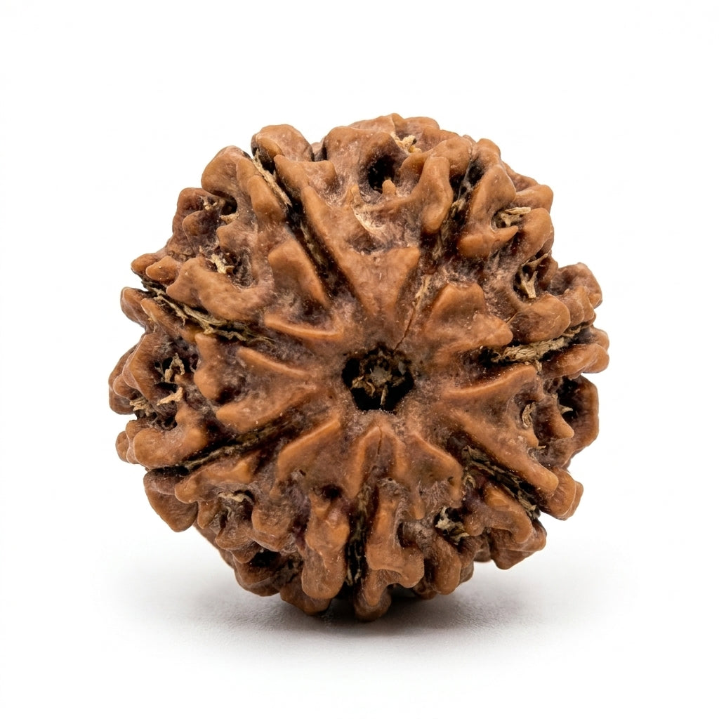 7 mukhi rudraksha beads.