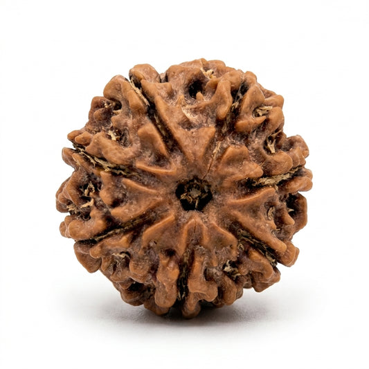 7 mukhi rudraksha beads.